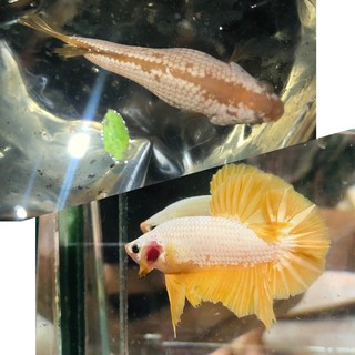 BETTA RỒNG VÀNG 1 CẶP TRỐNG & MÁI