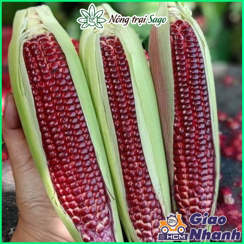 Hạt giống Bắp Nữ Hoàng Đỏ Ăn Sống, Trồng Quanh Năm, Thu Hoạch Sau 62 ngày (Gói 50 hạt) - Hạt giống NOVA