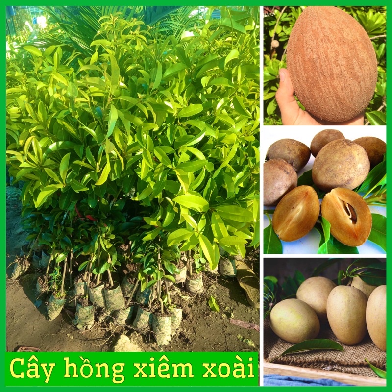 Cây giống hồng xiêm xoài quả to mùi thơm ngọt đậm cao 60-80 cm