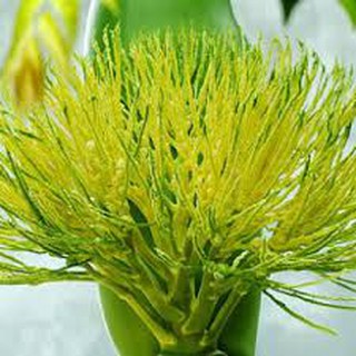 10 CÂY CAU TỨ QUÝ HÀNG CHUẨN ĐẸP