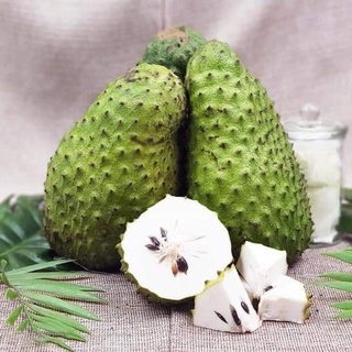 Cây giống mãng cầu xiêm ghép siêu trái
