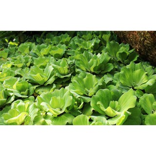 Bèo cái cây cảnh thủy sinh 5 bông