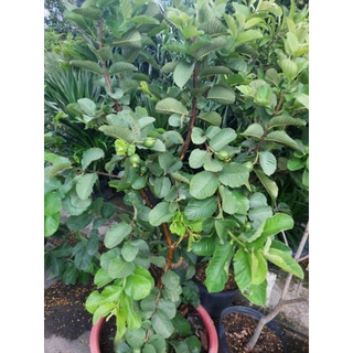 Cây 🌲 Ổi RuBy đang hoa đang trái)