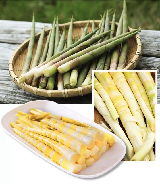 MĂNG BÚP CAY mới sx 2023