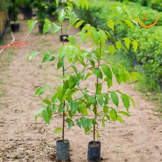 Cây giống sao đen
