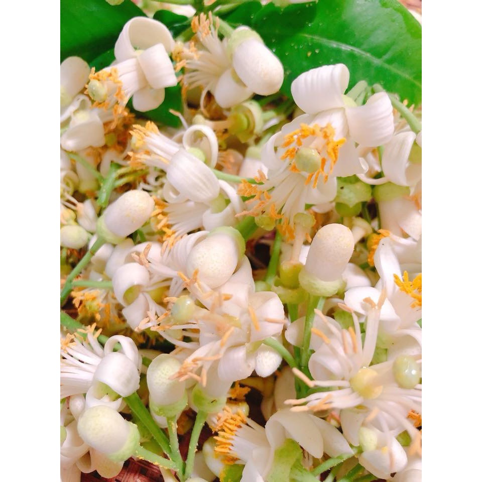 BỘT SẮN DÂY - 1kg | BigBuy360 - bigbuy360.vn