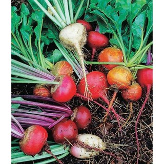 HẠT GIỐNG CỦ DỀN CẦU VỒNG MIX 30 hạt