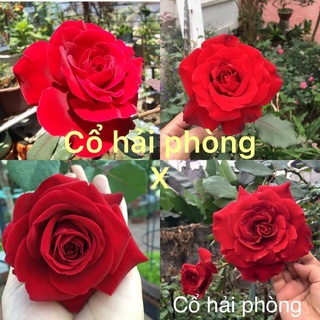 Cành triết hồng cổ Hải Phòng