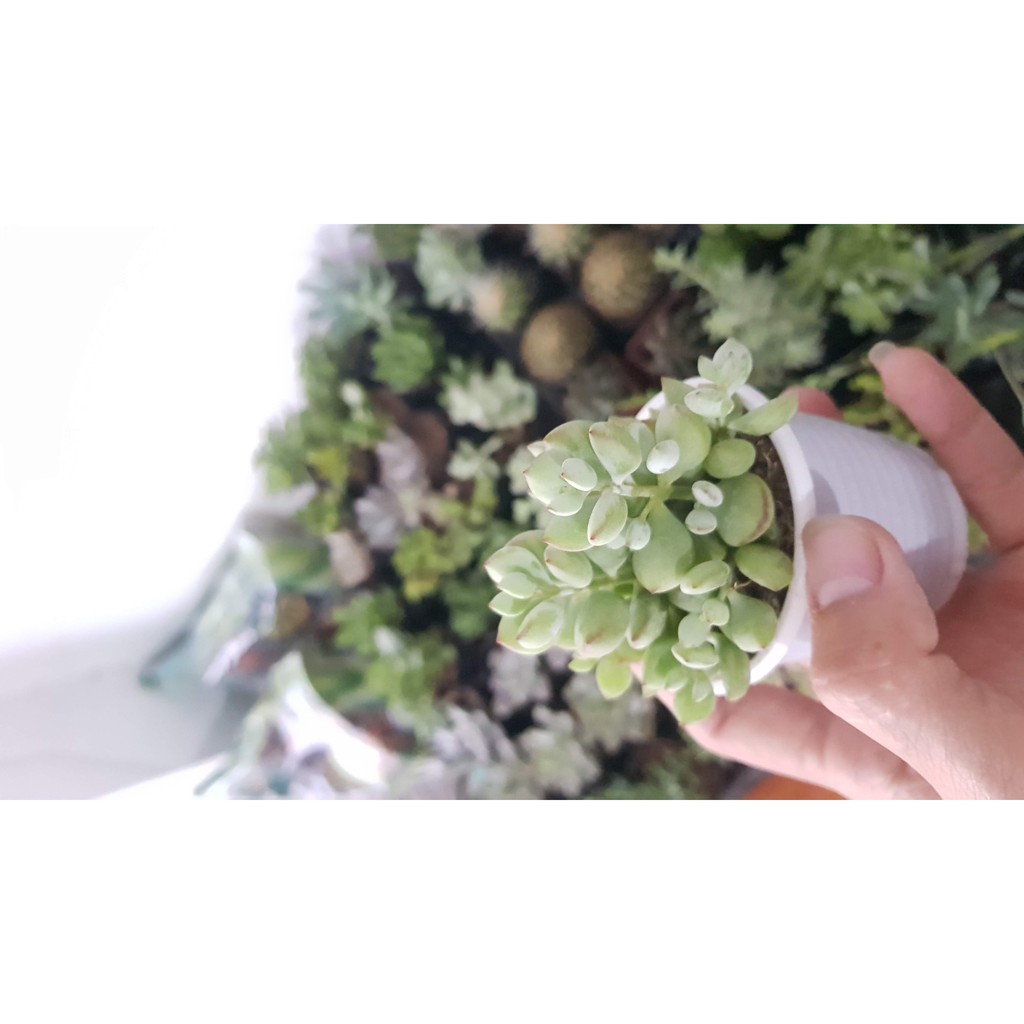 Sen đá tóc rối - thạch lựu - hạt lựu - sỏi dây (Đọc mô tả) Cotylendon