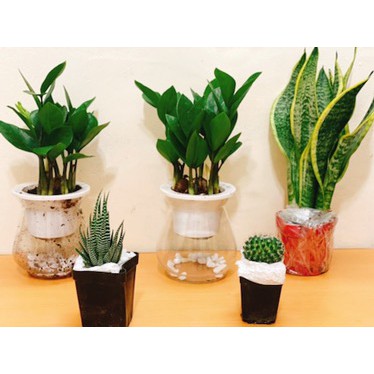 Cây Kim Tiền Kèm Chậu Thủy Tinh