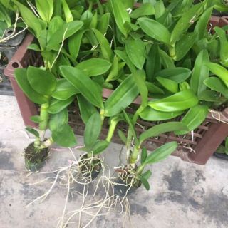 10 cây hoa phong lan denro nhiều màu