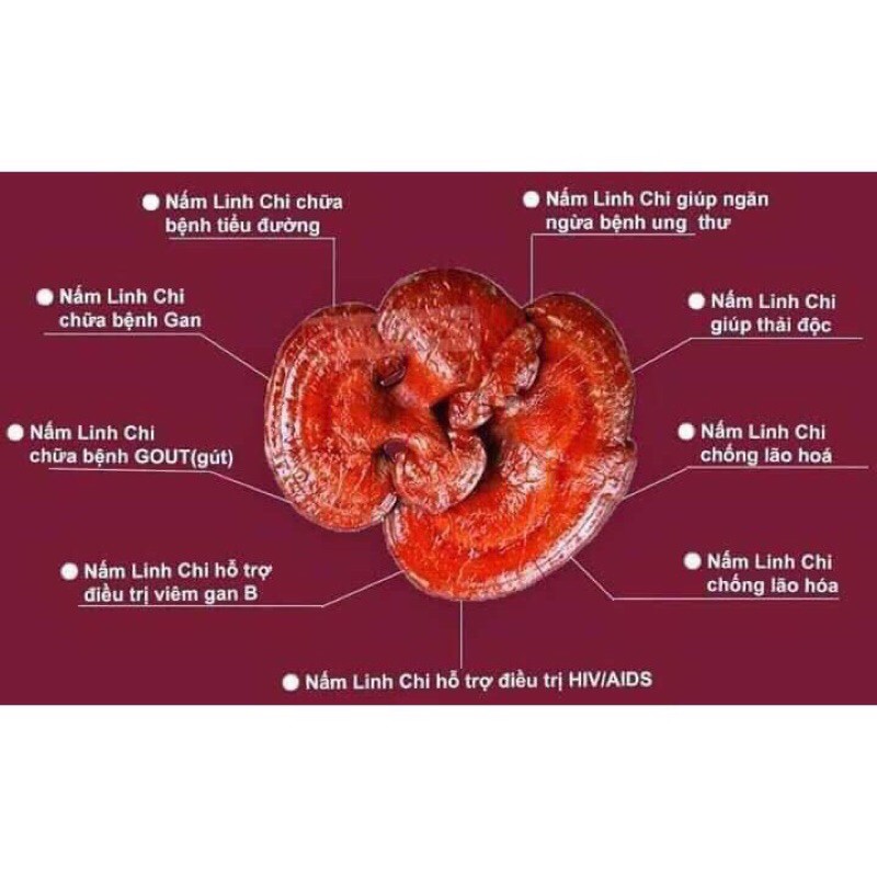 Nấm Linh Chi đỏ 1 kg - shop Đặc Sản Rừng