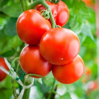 Hạt giống cà chua Phú Nông (PN130052) - 0.1g