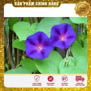 Bộ gói hạt giống Bìm (hoa bìm bìm)