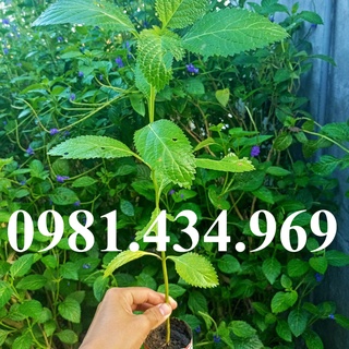Cây đuôi chuột mạch lạc giống 03 cây