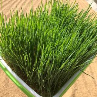 Hạt giống cỏ lúa mì