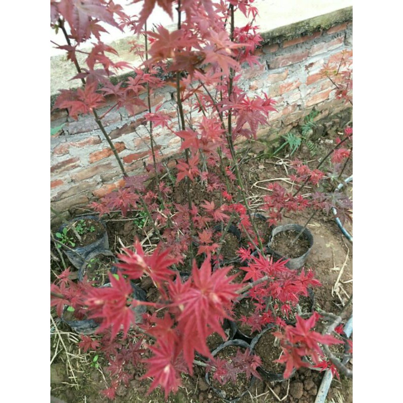 Cây Phong Nhật Bản Combo x2