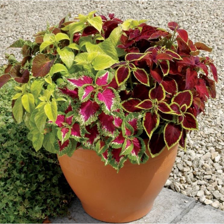 Shop 1K - Gói 100 hạt rau tía tô thực phẩm tốt - Bonsai Kiếng - Tỉ lệ nảy mầm ĐẠT 99%