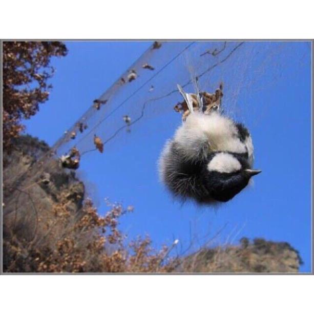 Lưới Bẫy Chim Thái Lan, Lưới Bẫy Chim Tảng Hình, Chuyên Các Loại ; Cu, Sẻ, Chào Mào, Cu Gáy