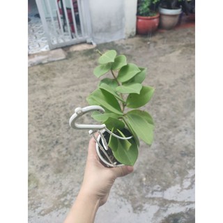 Cẩm cù lá xếp