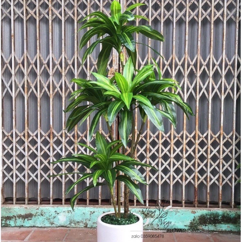 Cây Giả 🌺 Cây Thiết Mộc Lan Brazil 1,7m