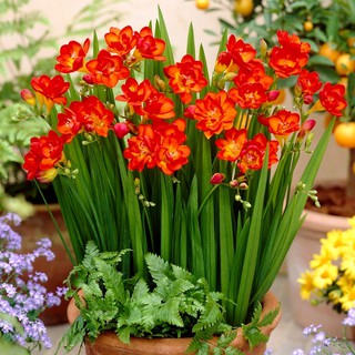 Củ giống hoa lan nam phi hoa màu đỏ - tặng 1 vien nén ươm củ - 1 củ