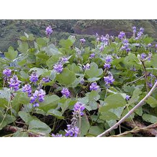 BẦU SẮN DÂY GIỐNG