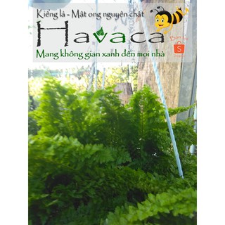 Dương xỉ Dạ Quang nhỏ