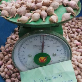 Tỏi Cô Đơn phù Yên Sơn La
