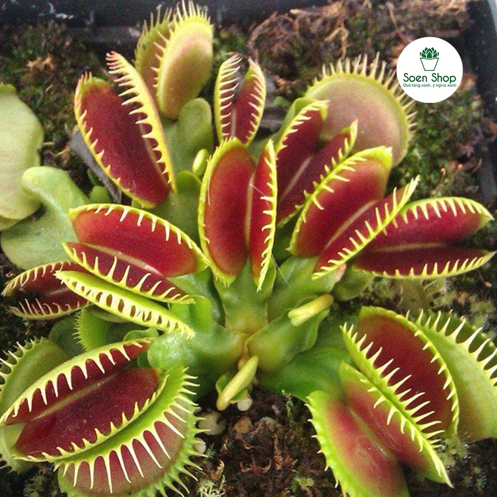 Cây bẫy kẹp, cây bắt mồi - Venus Flytrap - Hàng chuẩn nhiều nắp kẹp - Sẵn chậu nhựa và hộp đựng xịn sò