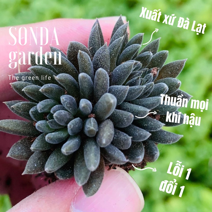 Sen đá nhím đen SONDA GARDEN size mini 2.5-4cm, xuất xứ Đà Lạt, khoẻ đẹp, lỗi 1 đổi 1