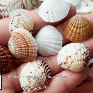 Vỏ ốc biển cỡ nhỏ