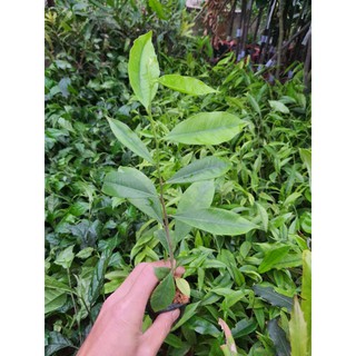 Combo 10 Cây Dó Bầu (Trầm Hương)