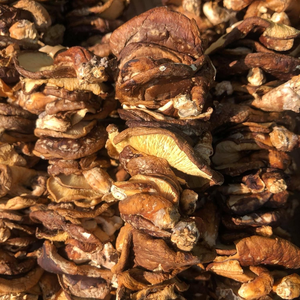 Nấm Hương Khô Rừng Thiên Nhiên Rừng Tây Bắc - Ẩm Thực Hà Giang, Đặc Sản Tây Bắc | BigBuy360 - bigbuy360.vn