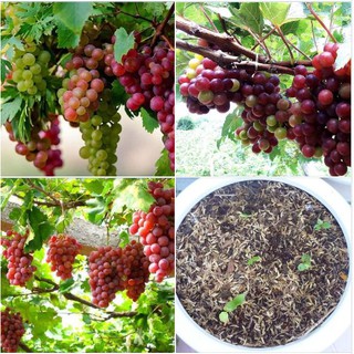 Hạt giống nho leo giàn pháp 10 hạt (TẶNG gói kích thích hạt nảy mầm)