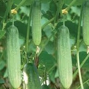 PHÂN BÓN VI LƯỢNG FERTILIZER COMBI ORGANIC . Gói 25gam