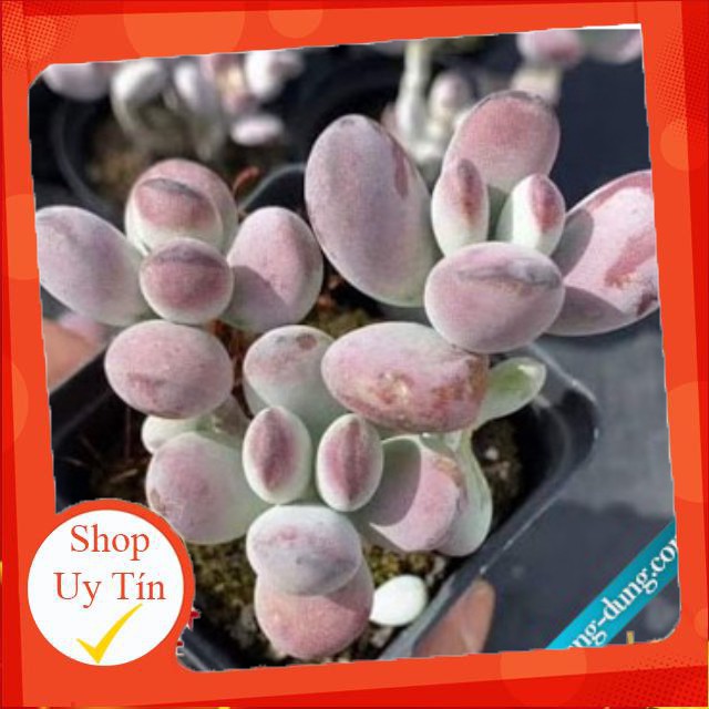 Sen đá Sỏi tím🍏 |FREESHIP| 🔥 XỨ NÓNG, ĐÃ THUẦN KHÍ HẬU, KHOẺ ĐẸP 🍏 LỖI 1 ĐỔI 1