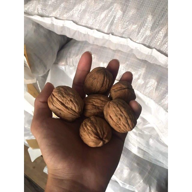 500gr ÓC CHÓ VÀNG NGUYÊN VỎ | BigBuy360 - bigbuy360.vn