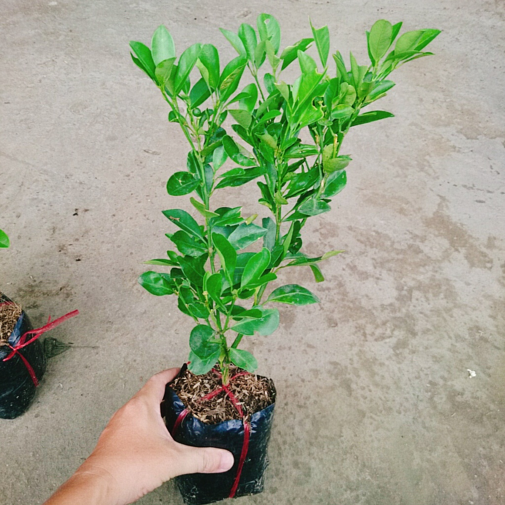 Cây tắc chua  - cây đang cho trái