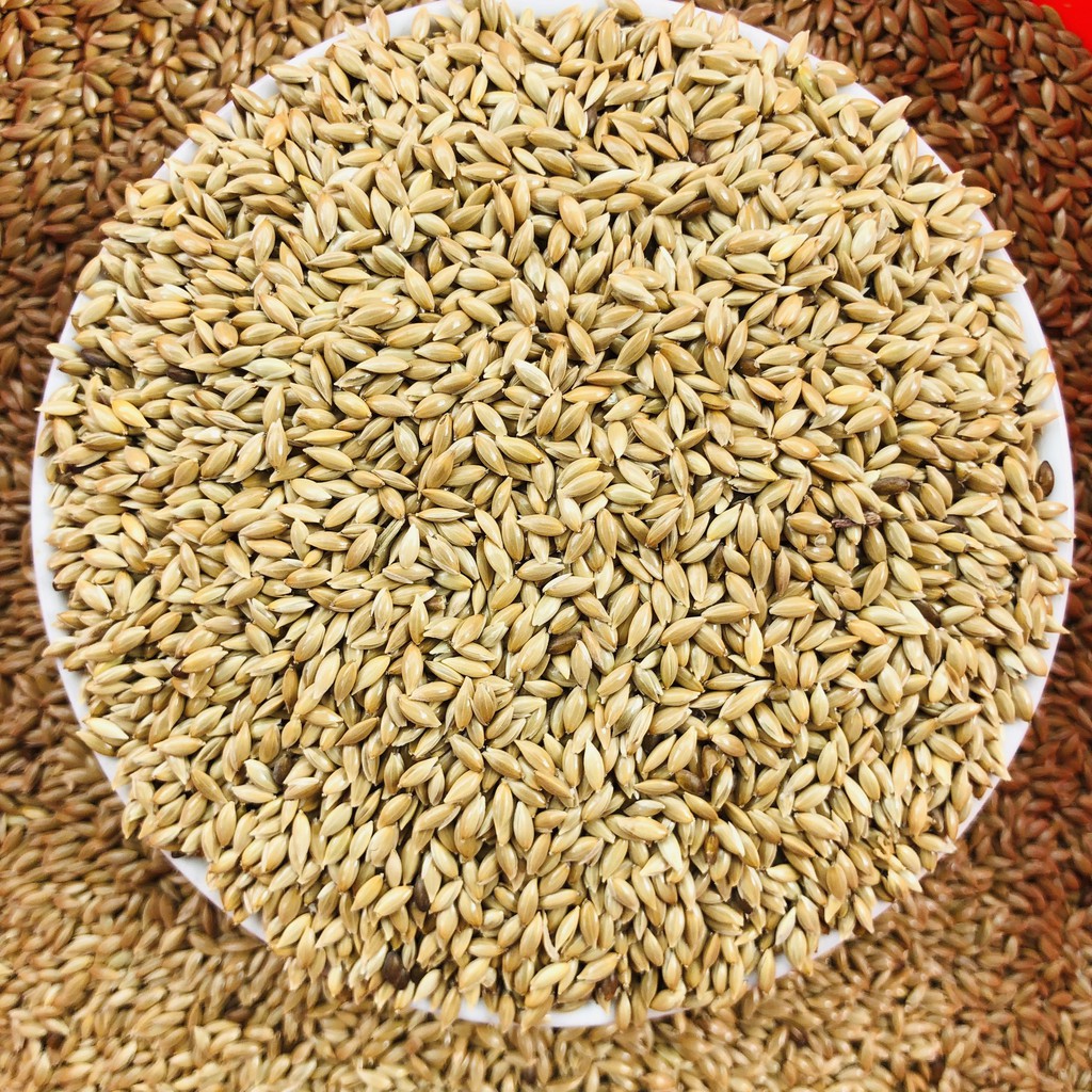 Hạt láng dài, thức ăn cho chim yến phụng, vẹt, bảy màu, manh manh, finsh