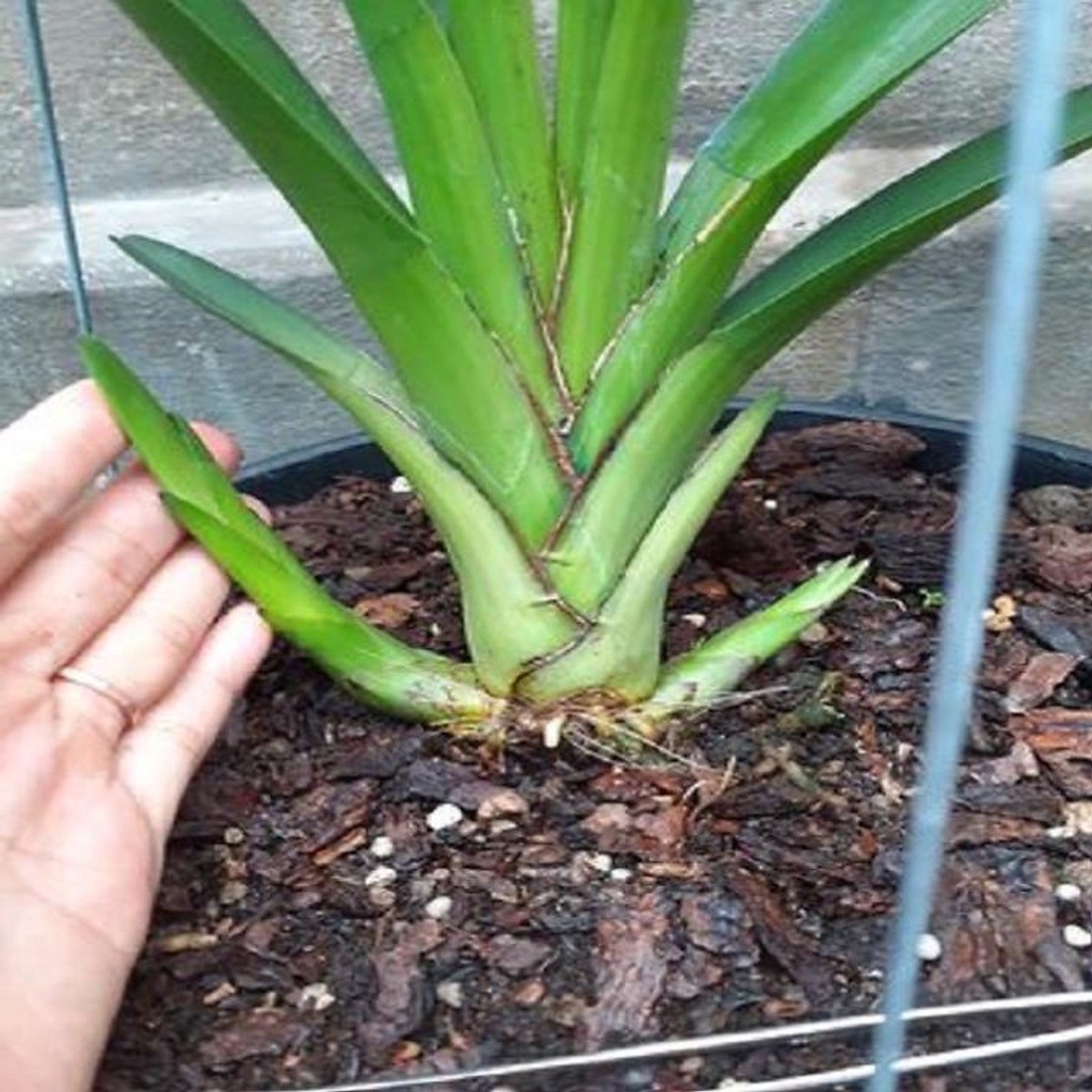 HÀNG CHUẨN Hoa phong lan kiếm vàng