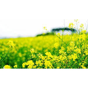 Gói 500 Hạt Giống Cải Hoa Vàng Cực Đẹp Dễ Trồng