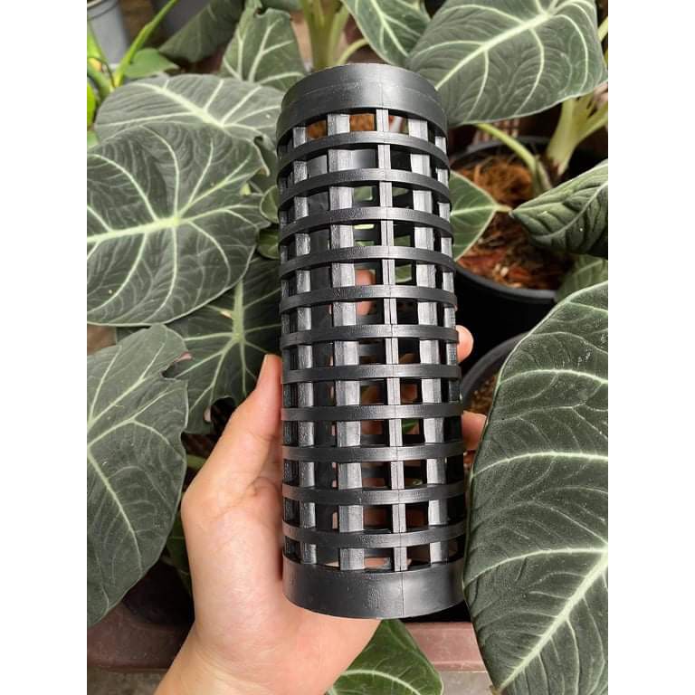 Cột trụ nhựa cứng cáp trồng cây trầu bà, trụ cố định cây chắc chắn