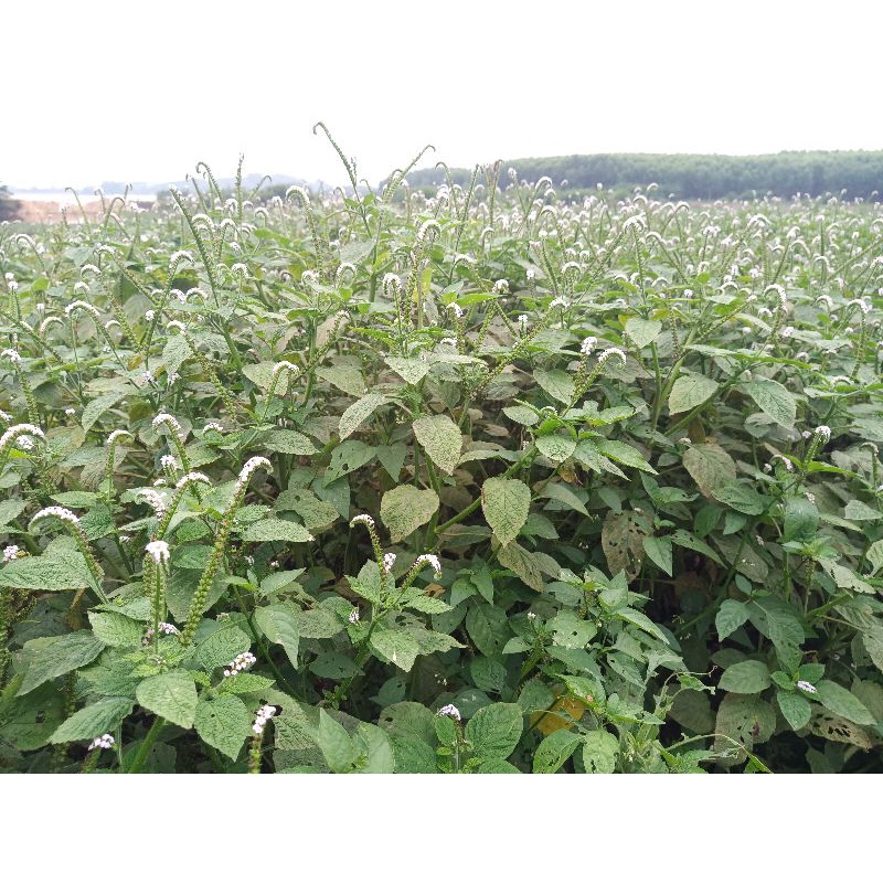 Cây Vòi Voi Khô Hỗ Trợ Đau Xương Khớp, Ung Thư ... 500g