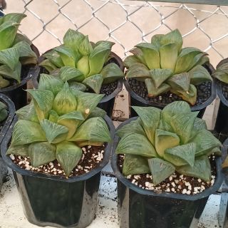 Sen đá haworthia size 10-12cm - Haworthia Cultivars