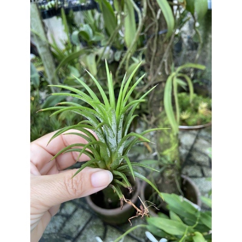Cây Tillandsia ionnantha/ không khí Kim Yến