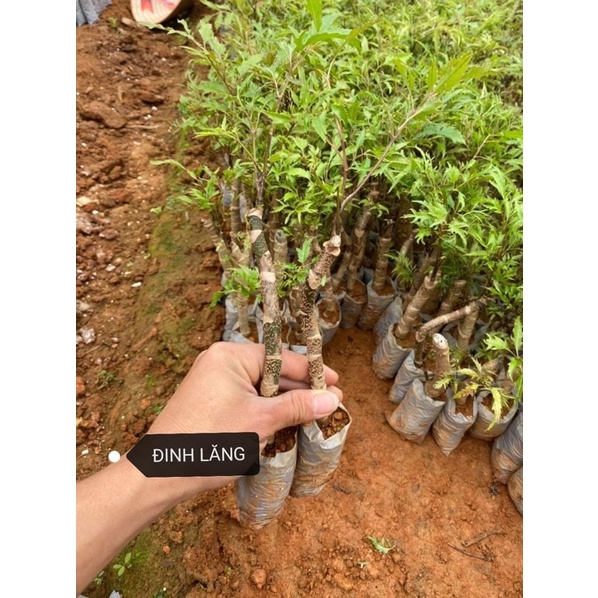 CĐINH LĂNG NẾP LÁ NHỎ có bán sỉ mua 5 cây tặng 1 cây