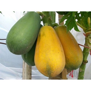 cây đu đủ lùn ruột đỏ siêu trái