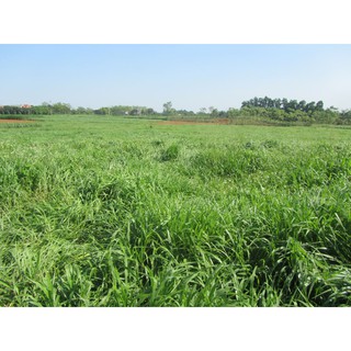 Hạt giống cỏ xả Ruzi - Cỏ chịu dẫm đạp (gói 1kg)