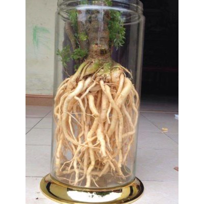 Rể đinh lăng nguyên củ